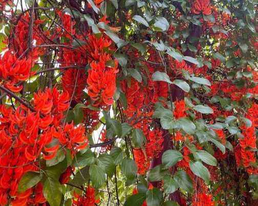 Red Jade Vine /Mucuna Bennettii (single plant) - Image 5