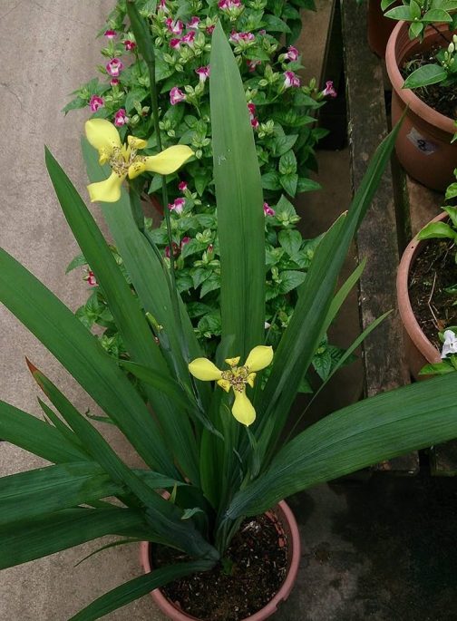 Walking iris (large single plant) - Image 5