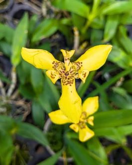 Walking iris (large single plant)