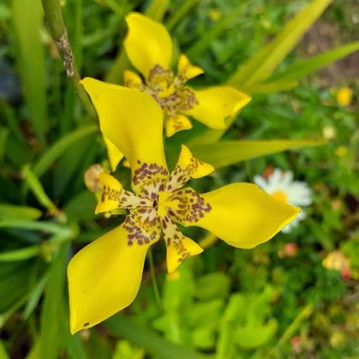 Walking iris (large single plant) - Image 3