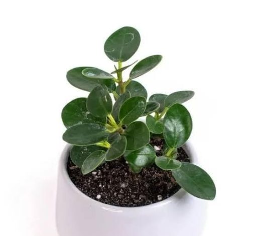 Ficus Microcarpa (small single plant) - Image 2