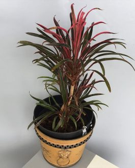 Dracaena red dragon (single plant)