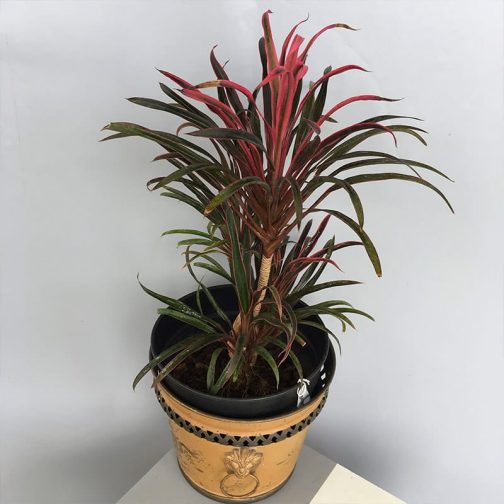 Dracaena red dragon (single plant) - Image 2