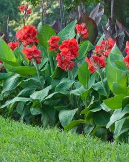 Dwarf deep red canna lily (plant clump)