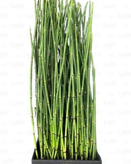 Water Bamboo/ Equisetum (plant clump)