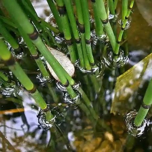 Water Bamboo/ Equisetum (plant clump) - Image 3