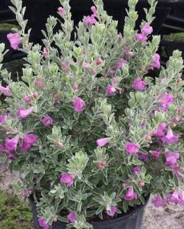 Nikodia/ Texas Silver Leaf/ Texas Sage (single large plant)