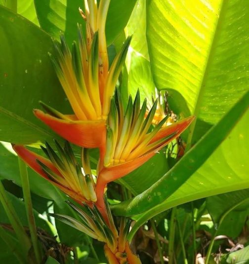 Heliconia Guyana (single plant rhizome) - Image 5