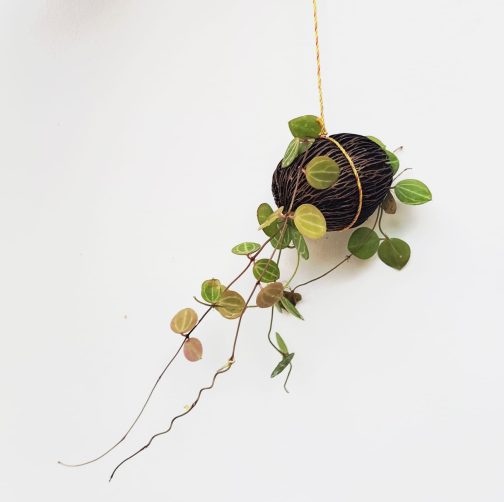 Dischidia watermelon (on hangable natural dried husk) - Image 3