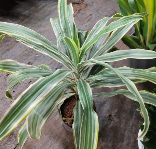 Dracaena Warneckii White Stripes (large plant) - Image 2