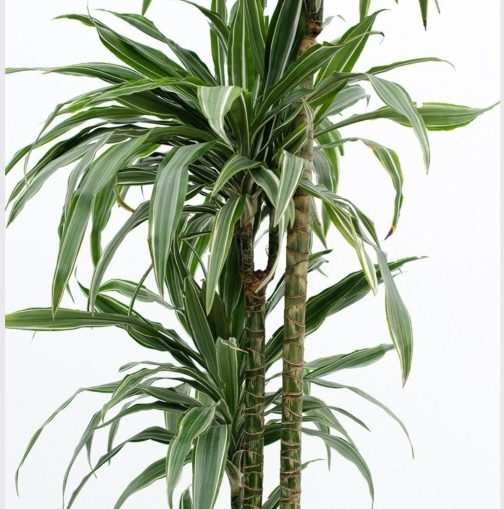 Dracaena Warneckii White Stripes (large plant) - Image 4