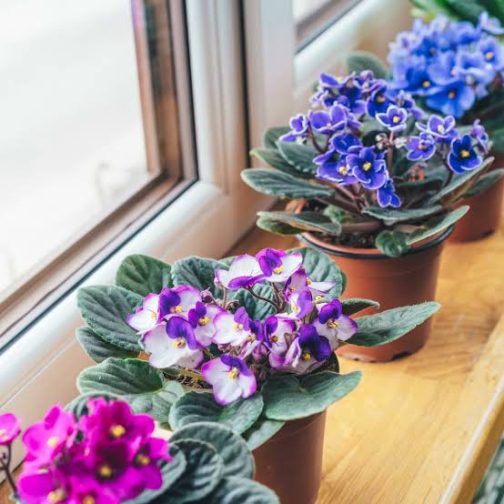 African violet (10 different varieties -well rooted jiffy plants) - Image 3