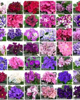 African violet (10 different varieties -well rooted jiffy plants)