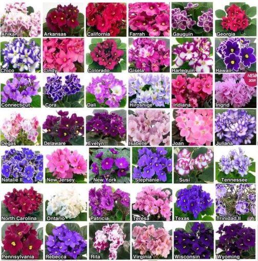 African violet (10 different varieties -well rooted jiffy plants) - Image 2