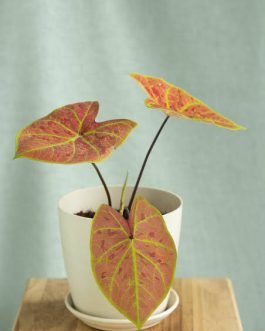 Caladium New Wave (medium jiffy sized plant)