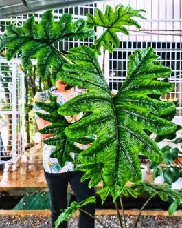 Alocasia Jacklyn (Medium sized jiffy plant)