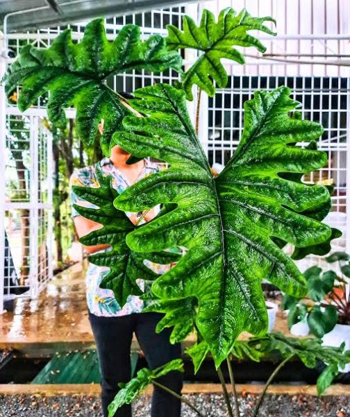 Alocasia Jacklyn (Medium sized jiffy plant) - Image 2