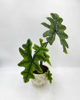 Alocasia Jacklyn (Medium sized jiffy plant)