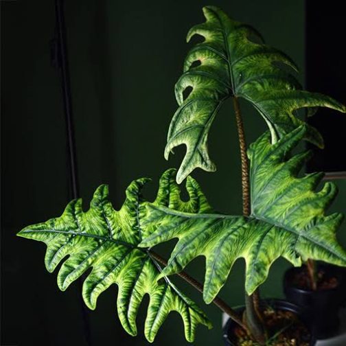 Alocasia Jacklyn (Medium sized jiffy plant) - Image 4