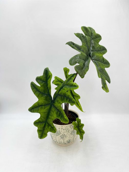 Alocasia Jacklyn (Medium sized jiffy plant)