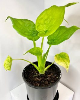 Alocasia cucullata Golden (medium sized jiffy plant)