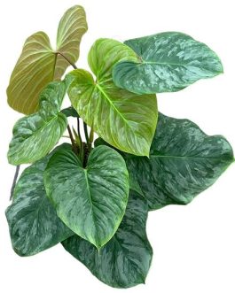 Philodendron Majestic (medium sized single plant)