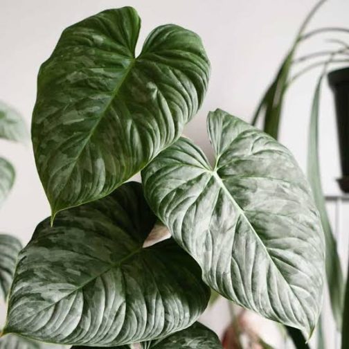 Philodendron Majestic (medium sized single plant) - Image 6