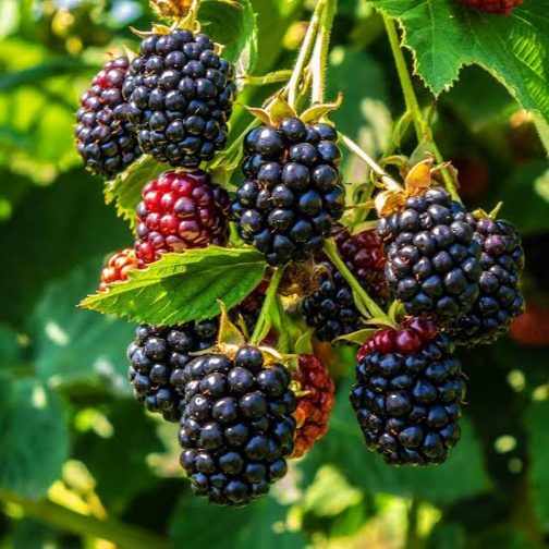 Thornless Blackberry (small single plant jiffy)