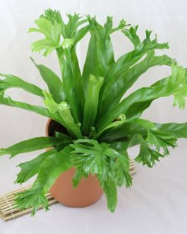 Crissie birds nest fern/Asplenium nidus Crissie (small jiffy sized plant)