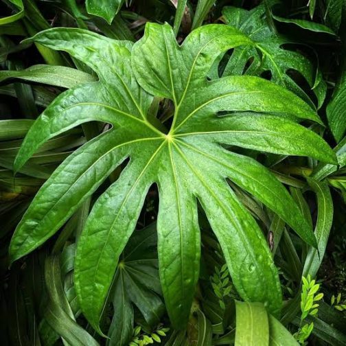 Anthurium Pedatoradiatum (small sized) - Image 2