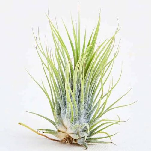 Air Plant-Tillandsia ionantha Guatemala (single plant)