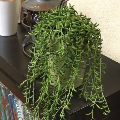String of banana (jiffy sized plant) - Image 5