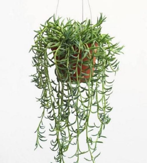 String of banana (jiffy sized plant) - Image 2