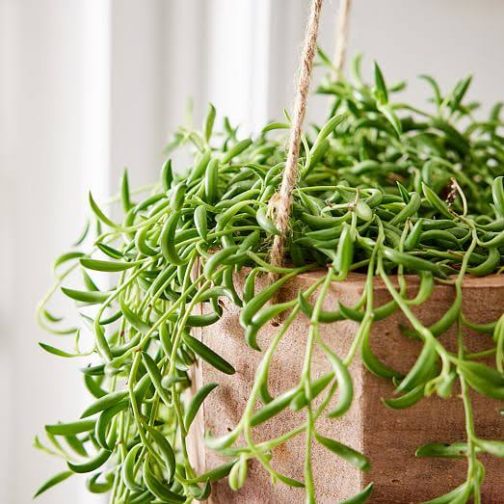 String of banana (jiffy sized plant) - Image 3
