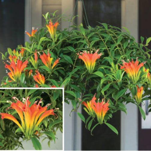 Lipstick fireworks (jiffy sized plant) - Image 4