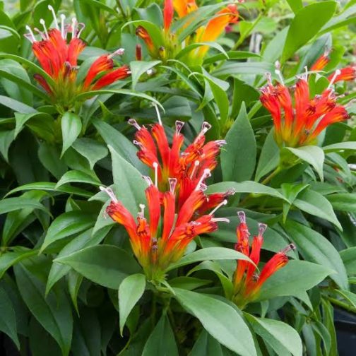 Lipstick fireworks (jiffy sized plant)