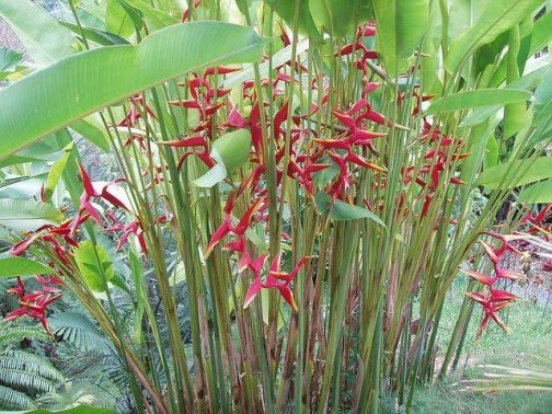 Heliconia Rauliniana (single plant)