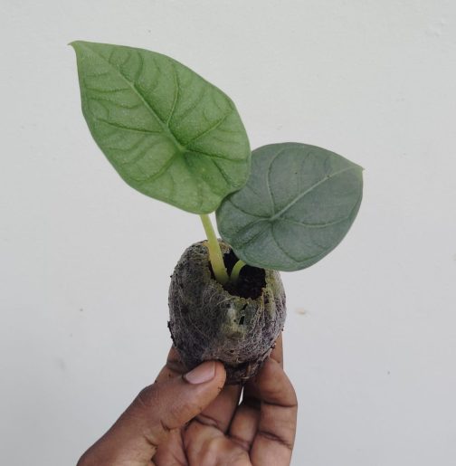 Alocasia melo (jiffy sized) - Image 4