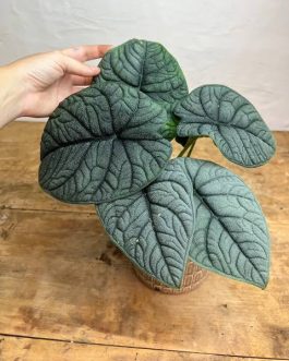 Alocasia melo (jiffy sized)