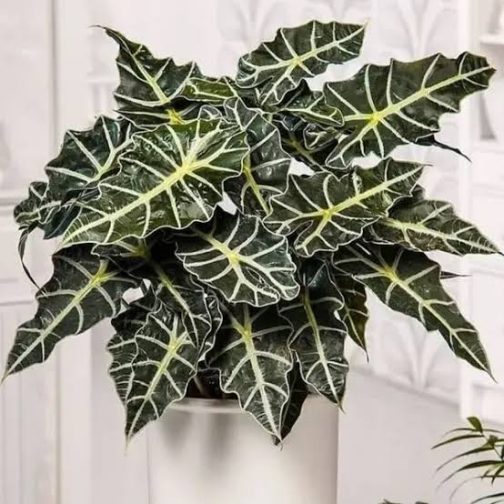 Alocasia Parasol (jiffy sized) - Image 3