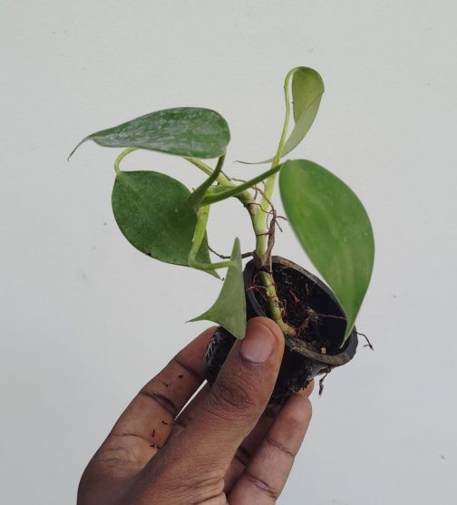 Philodendron Microstictum (jiffy sized plant) - Image 2