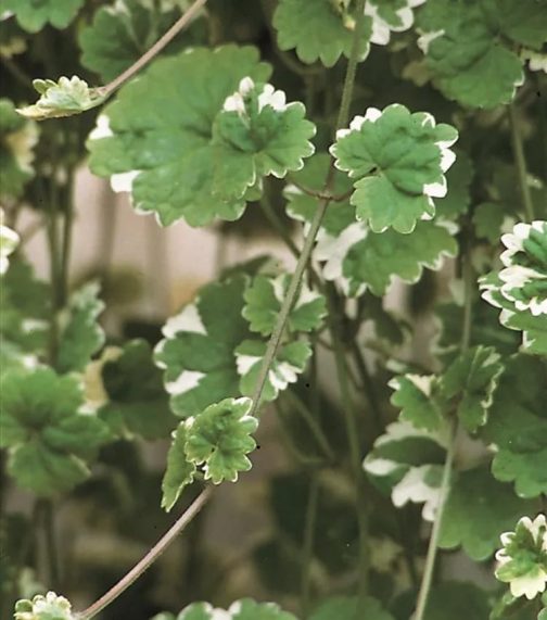 Varigated ground ivy (jiffy sized) - Image 4