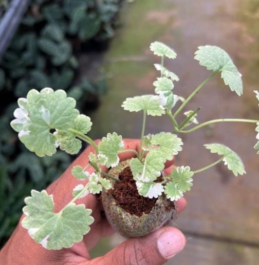 Varigated ground ivy (jiffy sized) - Image 2