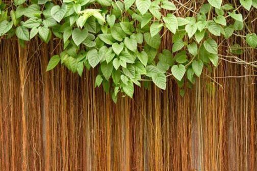 Prince vine (single plant) - Image 8