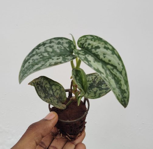 Silver lady varient satin pothos (single plant pot) - Image 2