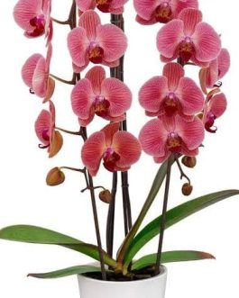 Phalaenopsis Love Day (single plant pot)