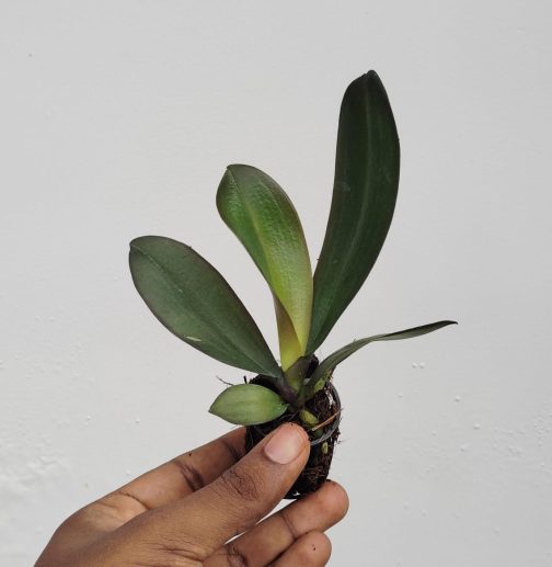 Phalaenopsis Love Day (single plant pot) - Image 3