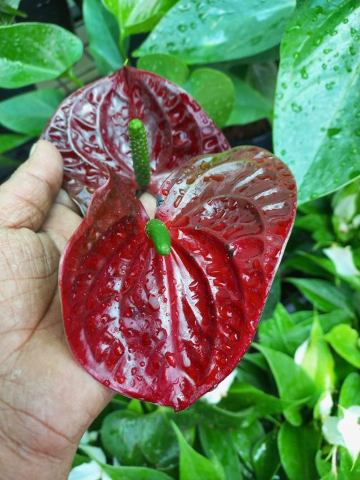 Anthurium combo ( 5 colour) - Image 6