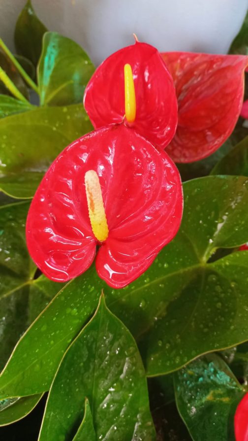 Anthurium combo ( 5 colour) - Image 7