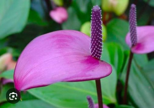 Anthurium combo ( 5 colour) - Image 4